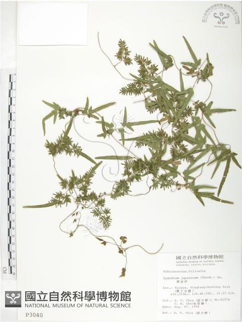 海金沙藏品圖，第1張