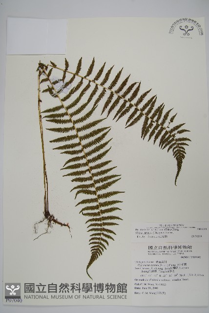 縮羽副金星蕨藏品圖，第1張