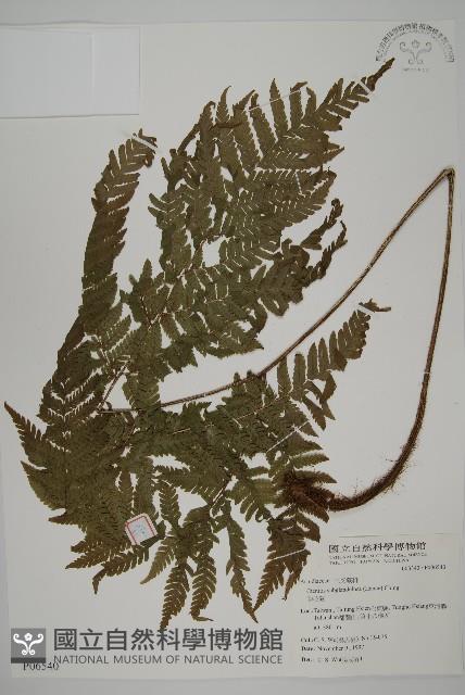 肋毛蕨藏品圖，第1張