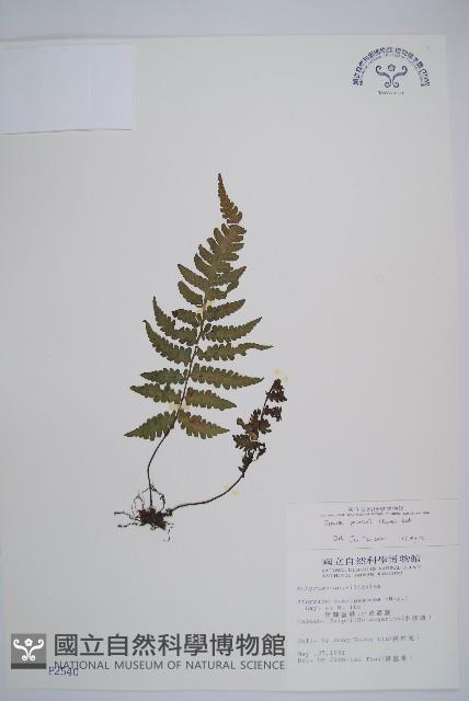 假蹄蓋蕨、東洋蹄蓋蕨藏品圖，第1張