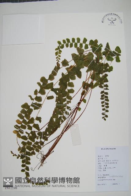 異葉鱗始蕨藏品圖，第1張