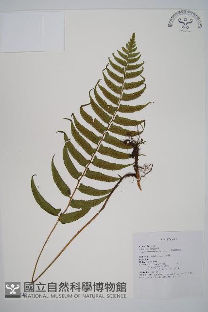 鋸齒雙蓋蕨、線葉雙蓋蕨、刺鱗雙蓋蕨藏品圖，第1張