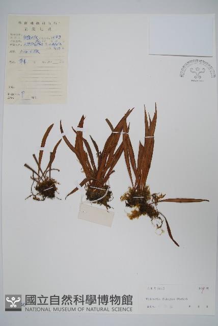 紐柄書帶蕨藏品圖，第1張