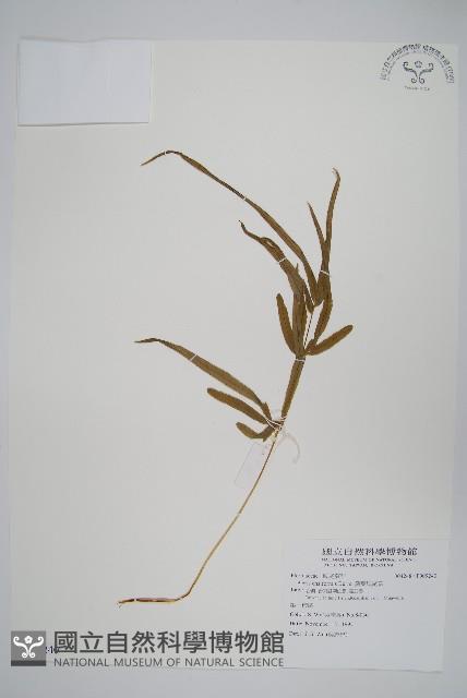 箭葉鳳尾蕨藏品圖，第1張