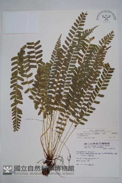 對生耳蕨藏品圖，第1張