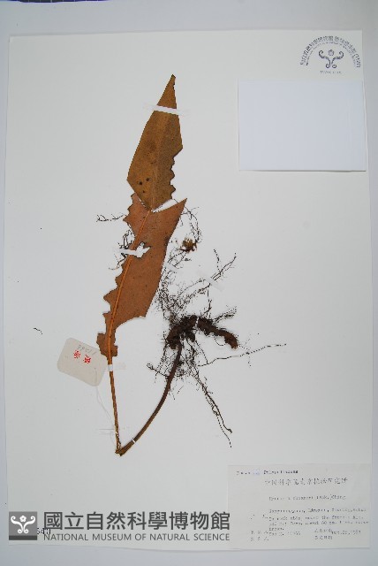 盧山石葦藏品圖，第1張