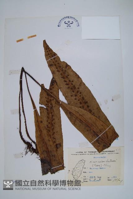 大星蕨藏品圖，第1張