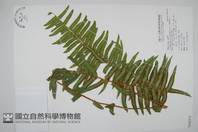 毛葉腎蕨藏品圖，第1張