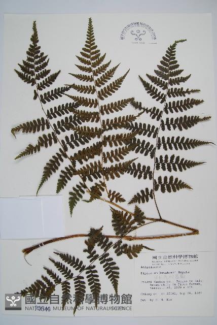 川上氏雙蓋蕨藏品圖，第1張