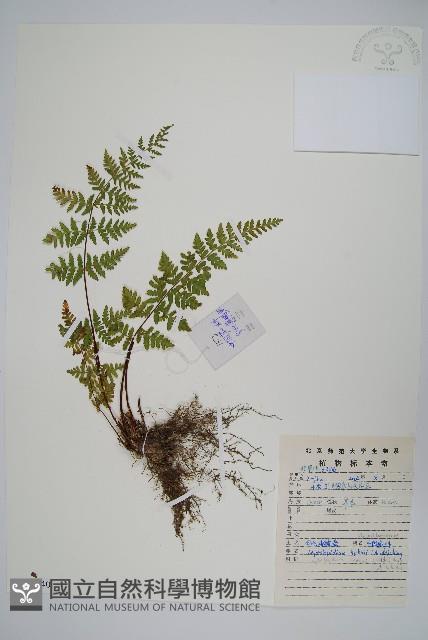 Accession Number:P011340 Collection Image, Figure 1, Total 2 Figures