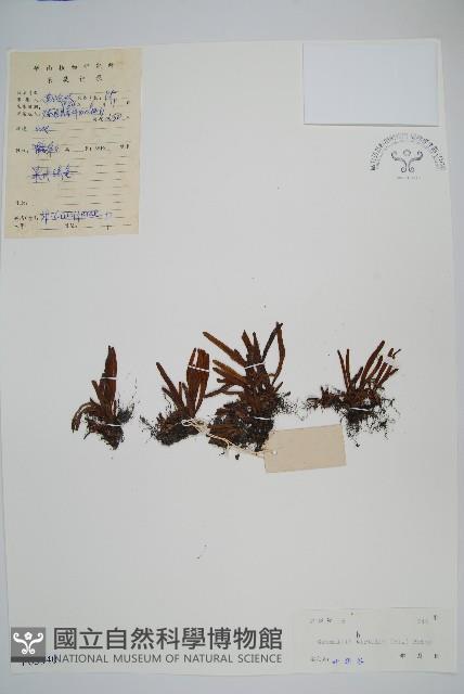 登錄號:P005340藏品圖，第1張