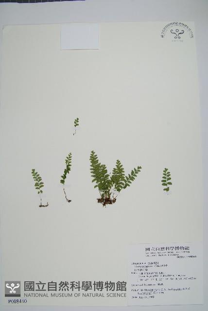 日本鱗始蕨藏品圖，第1張