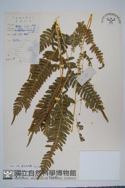 傅氏鳳尾蕨藏品圖，第1張