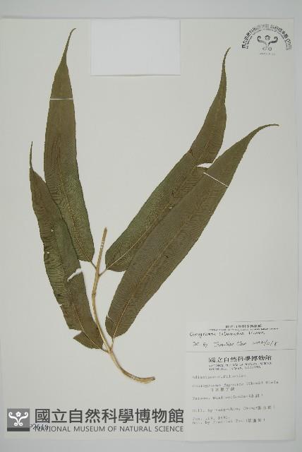 華鳳丫蕨藏品圖，第1張