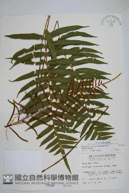 瘤足蕨藏品圖，第1張