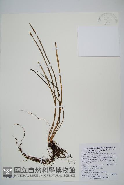 二條線蕨藏品圖，第1張