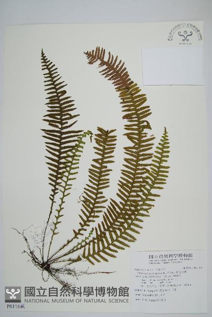 密毛蒿蕨藏品圖，第1張