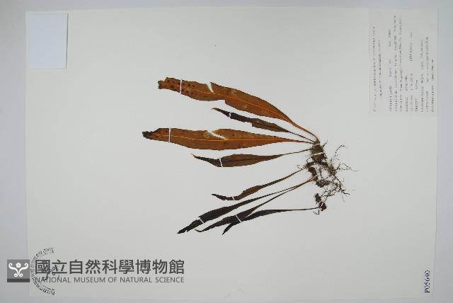 黃瓦葦藏品圖，第1張