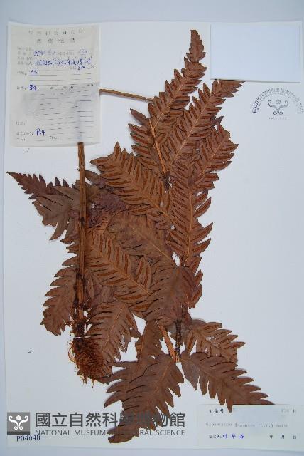 日本狗脊蕨藏品圖，第1張