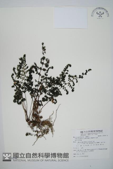 線片長筒蕨藏品圖，第1張