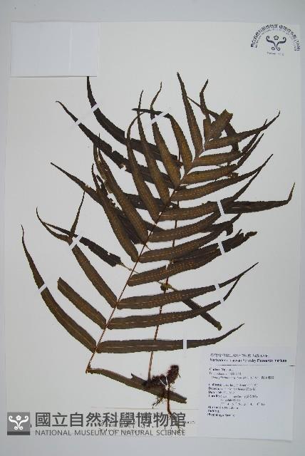 箭葉水龍骨、擬水龍骨藏品圖，第1張