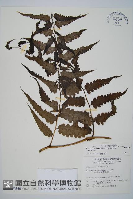 毛柄短腸蕨藏品圖，第1張