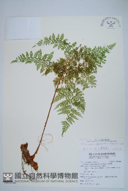 台灣小膜蓋蕨藏品圖，第1張