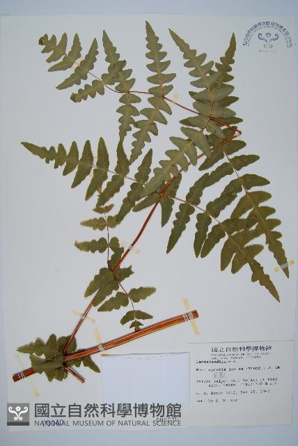 栗蕨藏品圖，第1張