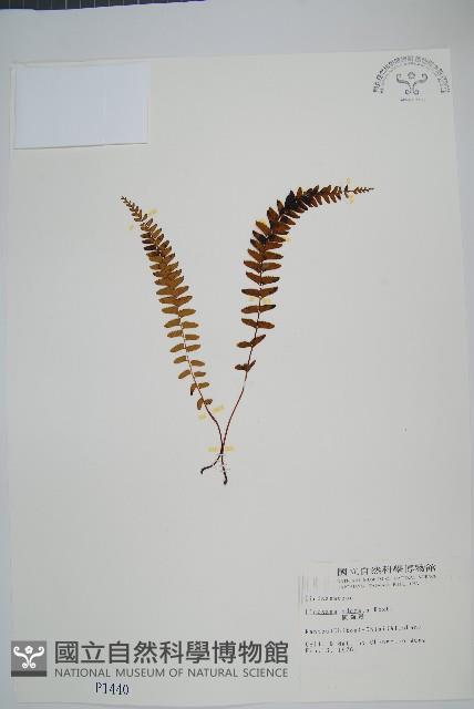 陵齒蕨、鱗始蕨藏品圖，第1張