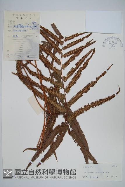 登錄號:P005440藏品圖，第1張