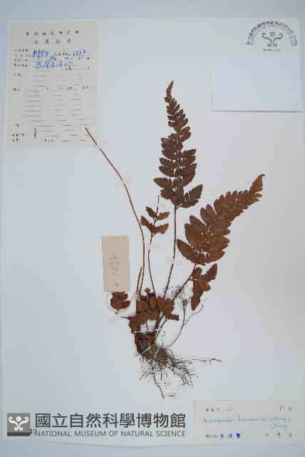 海南複葉耳蕨藏品圖，第1張