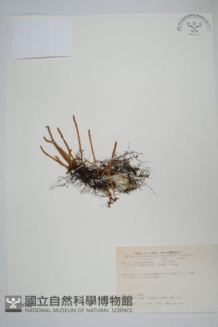 絨毛石葦藏品圖，第1張