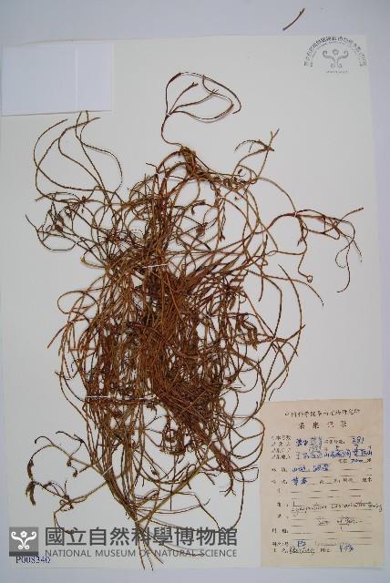 木賊葉石松藏品圖，第1張