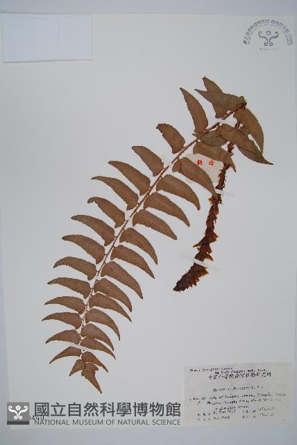 貫眾蕨藏品圖，第1張