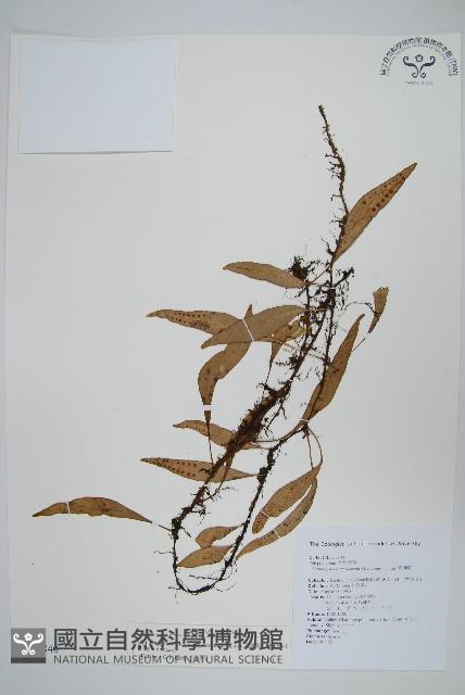 骨牌蕨藏品圖，第1張