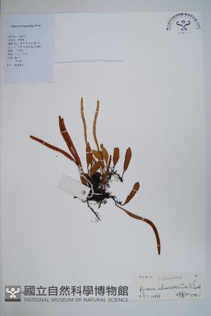 抱樹石葦藏品圖，第1張