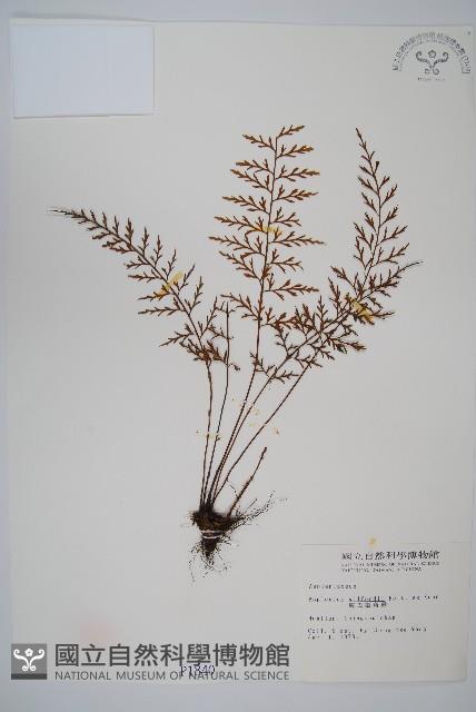 威氏鐵角蕨藏品圖，第1張