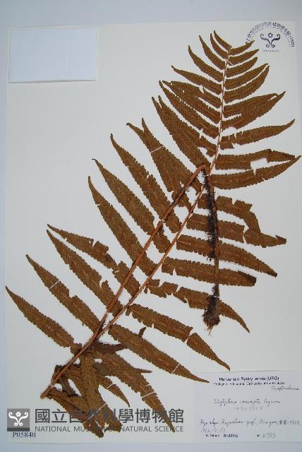 登錄號:P005840藏品圖，第1張