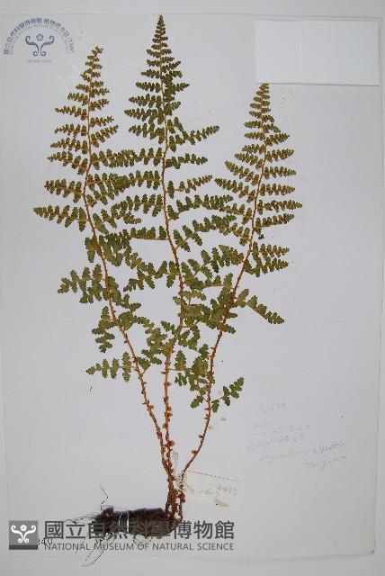 腺鱗毛蕨藏品圖，第1張