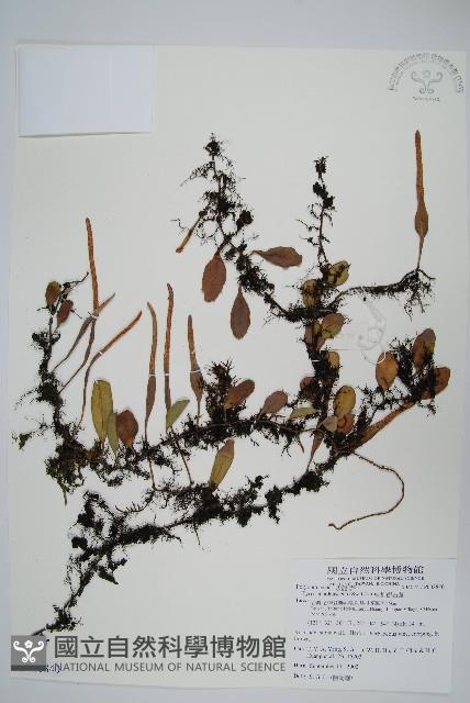 抱樹石葦藏品圖，第1張