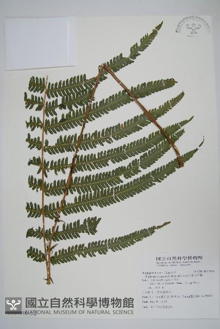 斜葉金星蕨藏品圖，第1張