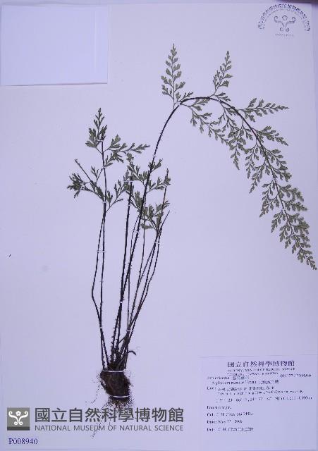 威氏鐵角蕨藏品圖，第1張