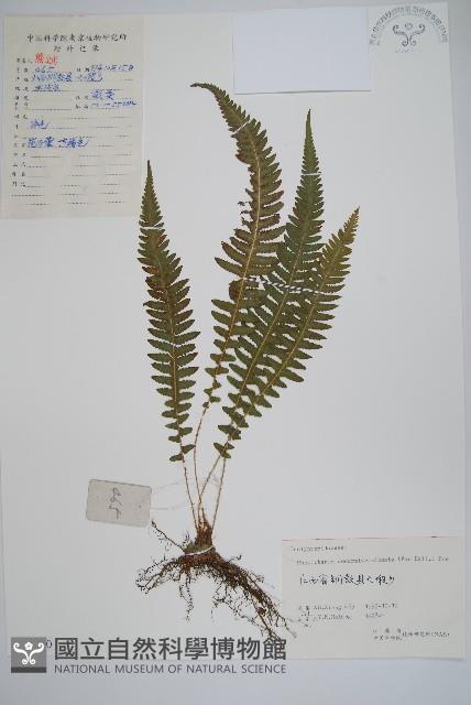 翅軸假金星蕨、短柄卵果蕨藏品圖，第1張