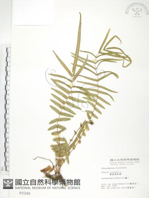 鱗蓋鳳尾蕨藏品圖，第1張