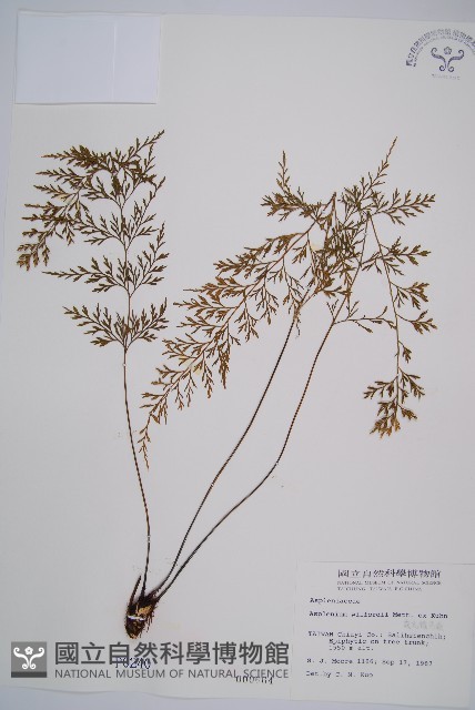 威氏鐵角蕨藏品圖，第1張