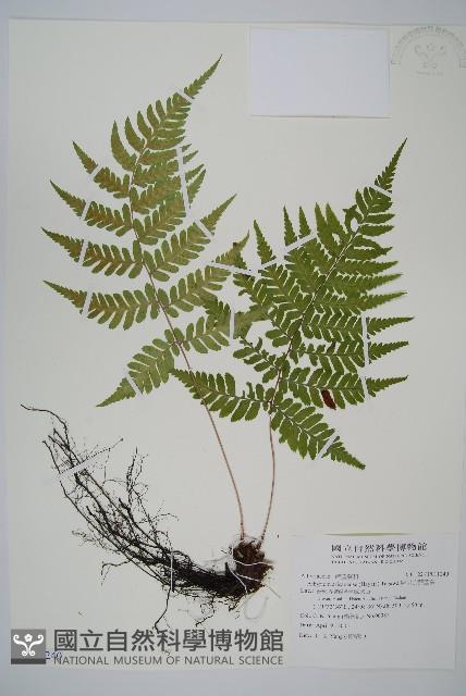 阿里山蹄蓋蕨藏品圖，第1張