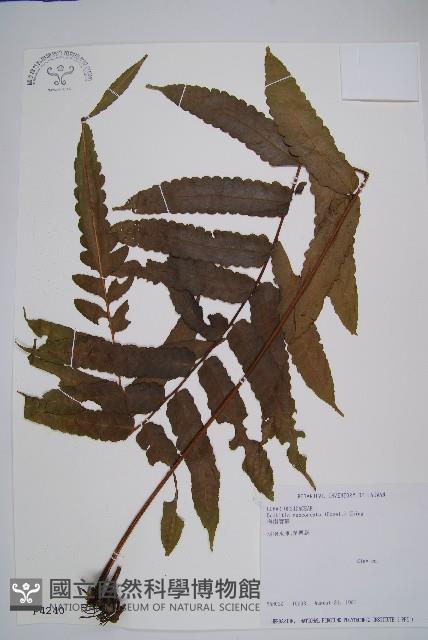 海南實蕨藏品圖，第1張