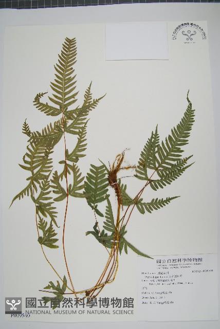 天草鳳尾蕨藏品圖，第1張