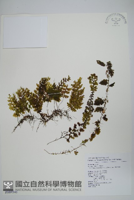 華東膜蕨藏品圖，第1張