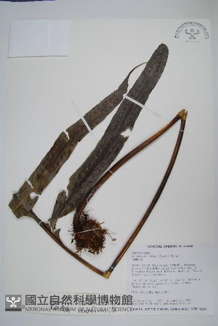 Accession Number:P003240 Collection Image, Figure 1, Total 8 Figures